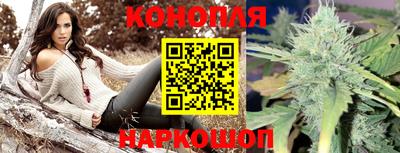 крисы Кингисепп